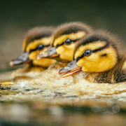 Ducks in a row